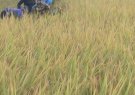 Ngày 19/5/2023 Chi hội Phụ nữ Tâm Tiến tỏ chức đi gặt lúa giúp đỡ hội viên gặp khó khăn